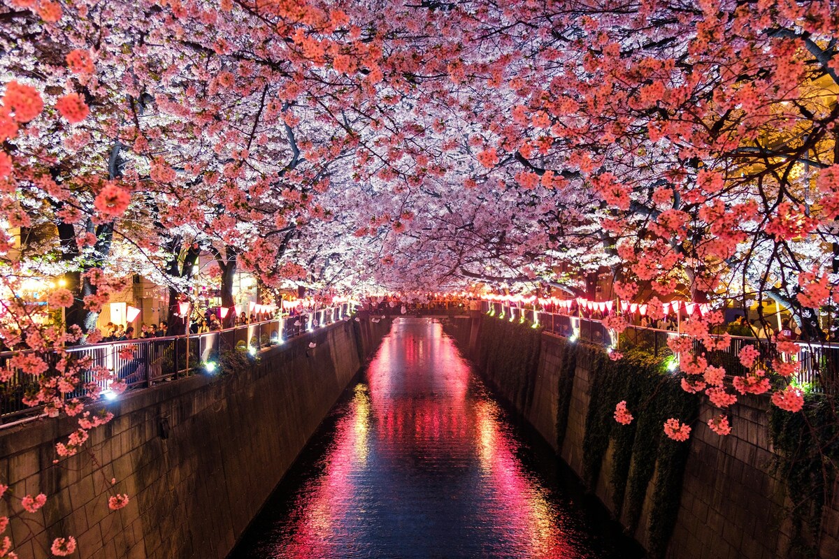 夜桜